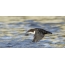 Dipper or water sparrow flying over water
