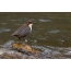 Dipper on the bank of the stream