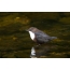Dipper in the water