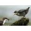 Dipper feeds chick