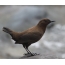 Dipper marrom - um pássaro, não mais de 20 cm de comprimento