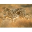 Fotografija geparda