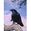 Raven: vista frontal