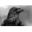 Raven: portret ptice