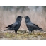 A pair of ravens