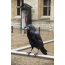 Raven van Tottenham