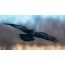 Raven en vol