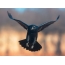 Фотографія ворона в польоті