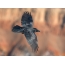 Raven πουλί κατά την πτήση