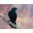 Raven på en gren