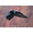 Szép fotó egy varjú a repülés