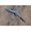 Чорний ворон летить: вид спереду