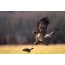 Ένας νεαρός αετός με ουρά προσβάλει ένα γκρίζο κοράκι