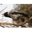 Crow vrany