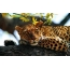 Leopard fotografija