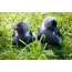 Jackdaw: fågelfoto