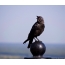 Jackdaw: fågelfoto