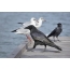 Tri druhy vtákov v jednom ráme: čierna vrana (Corvus corone), krava (Corvus monedula), čierny čajok (Larus ridibundus)