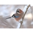 Jay in winter on a branch