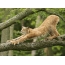 Lynx op 'n boom