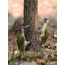 Green woodpeckers on a tree trunk, female on the left ("mustache" is completely black), male on the right