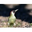 Green Woodpecker (эркек)