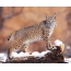Chithunzi lynx
