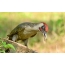 EUROPEAN жашыл Woodpecker