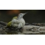 Burung belatuk muda muda berbulu berhampiran air