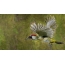 качып шаарындагы Green Woodpecker
