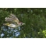 Female green woodpecker in flight