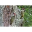 Family of green woodpeckers at the hollow with a chick