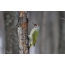 Vinnovskaya korusu (Ulyanovsk) fotoğraflandı gri saçlı ağaçkakan erkek