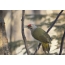 I-woodpecker emhlophe