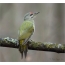 Gray woodpecker
