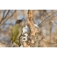I-woodpecker emhlophe