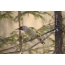 Gray-haired woodpecker on the branch ate