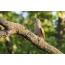 Babae ng isang kulay-lapad na woodpecker, larawan na kinunan sa Ukraine