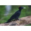 Black Woodpecker of wenselijk