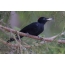 Black Woodpecker o kanais-nais