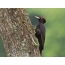 Male black woodpecker