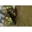 Black Woodpecker o kanais-nais
