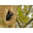 Adult Black Woodpecker Chick