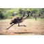 Emu фотосуреті