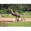 Emu moški z piščanci, živalski vrt v Južni Avstraliji
