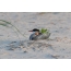анын үстүнө Chick менен Common Tern, бир жумурткадан