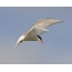 Arctic Tern ეძებს გარეთ მტაცებელი