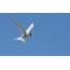 Arctic Tern on ნადირობა