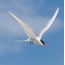 I-Arctic tern