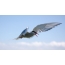 Arctic tern: Fọto kan ti eye ni flight
